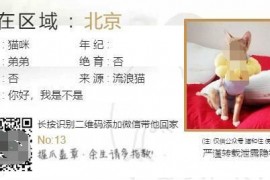 流浪猫流浪狗领养源码